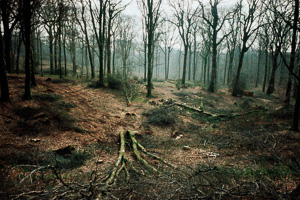 009_foret1-arbr-sol_ok.jpg