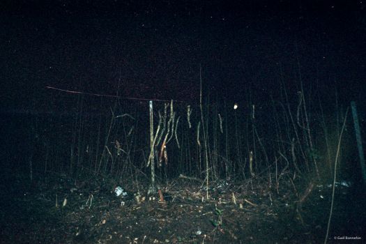 gael_bonnefon_extraction_005.jpg